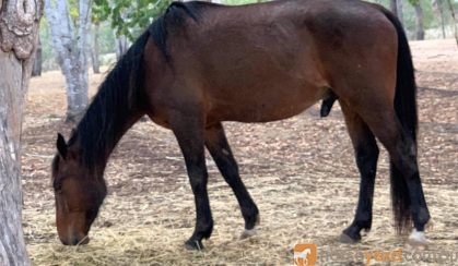 Standard Breed Gelding on HorseYard.com.au