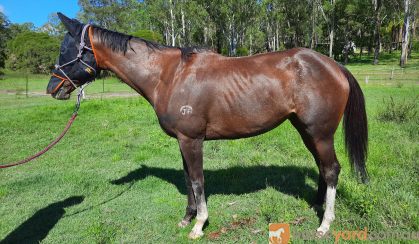 young OTTB mare with HUGE potential  on HorseYard.com.au