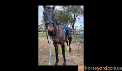 standardbred  on HorseYard.com.au