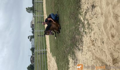 6 yr old riding pony mare on HorseYard.com.au