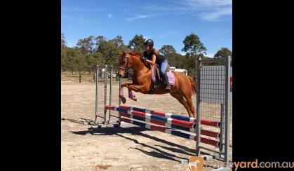 14.3hh 9yo Registered Riding Pony All-rounder performance pony on HorseYard.com.au