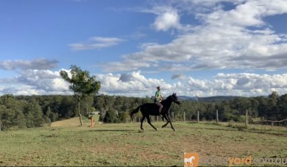 Stock horse Gelding on HorseYard.com.au