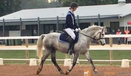 Super Pony Club/Interschools  Pony on HorseYard.com.au