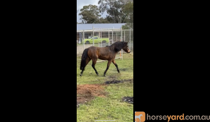 Delta Reg ARP Mare, Project/Broodmare/Show  on HorseYard.com.au