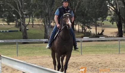 Adults ASH Gelding on HorseYard.com.au