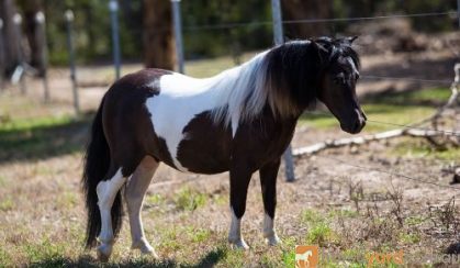 Outstanding Miniature Pony/APSB colt - Yearling on HorseYard.com.au