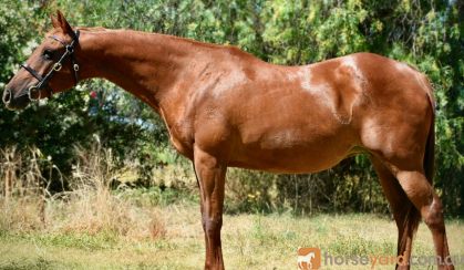 Quarter horse broodmare  on HorseYard.com.au