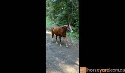 Welsh x Arab Pony on HorseYard.com.au