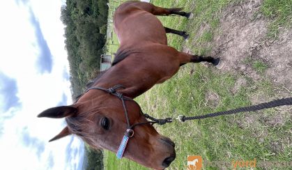 SOLD - 12 yr affectionate gelding standard bred  on HorseYard.com.au