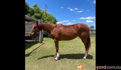 Stunning 2012 Broodmare on HorseYard.com.au