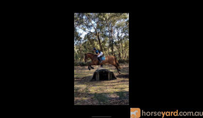 Lovely ISH Allrounder For Sale  on HorseYard.com.au