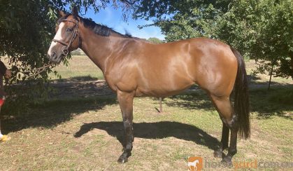 Big flash thoroughbred mare on HorseYard.com.au