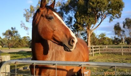 Warmblood Gelding on HorseYard.com.au