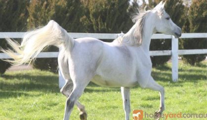 Pure Arabian Mare on HorseYard.com.au