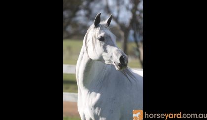 Pure Arabian Mare on HorseYard.com.au