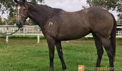 TB mare available great looker on HorseYard.com.au