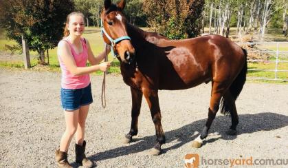 Stock horse gelding 15.1hh 5yrs on HorseYard.com.au