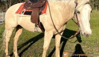 Country Scene Saddlery Custom Saddles on HorseYard.com.au
