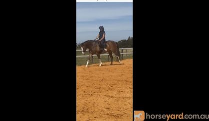 Quality Gelding  Sold !!! on HorseYard.com.au