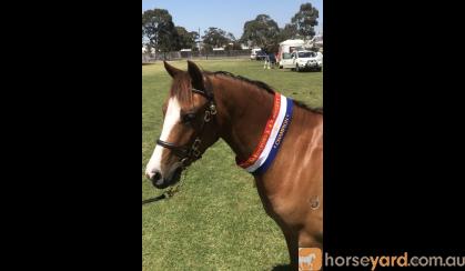 STUNNING WELSH GELDING on HorseYard.com.au