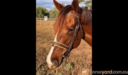 Eye cataching all rounder on HorseYard.com.au