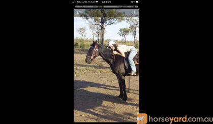 Handsome gelding with potential  on HorseYard.com.au