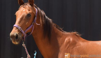 RANGA / OTTB GELDING on HorseYard.com.au