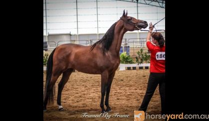 Purebred Arabian Show mare on HorseYard.com.au