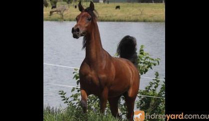 Purebred Arabian Show mare on HorseYard.com.au