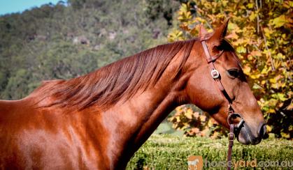 Buckskin Pony Mare  on HorseYard.com.au