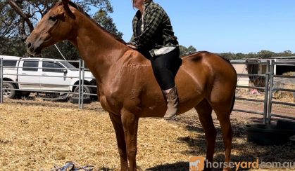 RANGA / OTTB GELDING on HorseYard.com.au