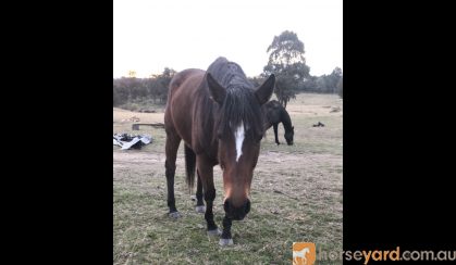 Thoroughbred mare  on HorseYard.com.au