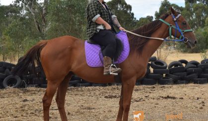 RANGA / OTTB GELDING on HorseYard.com.au