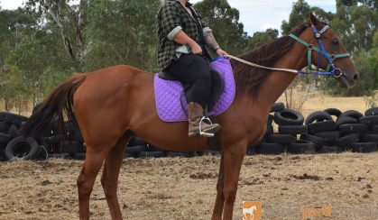 RANGA / OTTB GELDING on HorseYard.com.au