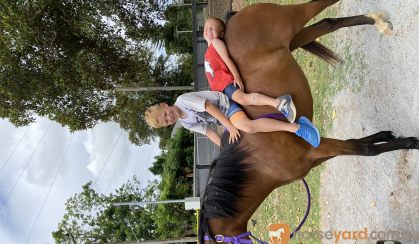 6 yr old riding pony mare on HorseYard.com.au