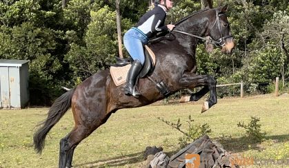 Lovely Natured Gelding on HorseYard.com.au