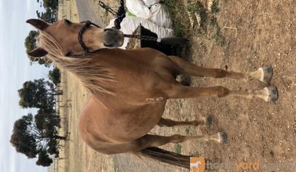 Multi registered riding pony  on HorseYard.com.au