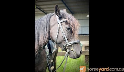 Young Friesian X on HorseYard.com.au