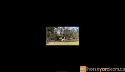 18y/o Quarter Horse Gelding  on HorseYard.com.au