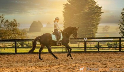 Willow Fern - A mothers Dream Schoolmaster on HorseYard.com.au