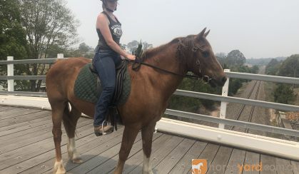 Clydesdale X Quarter Horse Meet Nugget on HorseYard.com.au