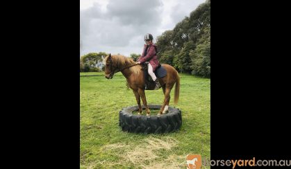 ARP Chestnut Gelding on HorseYard.com.au