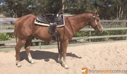 Beautiful gelding on HorseYard.com.au