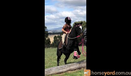 12hh quiet child's lead rein pony on HorseYard.com.au