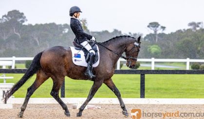16.2hh Warmblood Gelding on HorseYard.com.au
