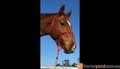 'Autumn' 4yo chestnut Thoroughbred mare on HorseYard.com.au