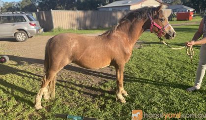 Lovely yearling gelding  on HorseYard.com.au