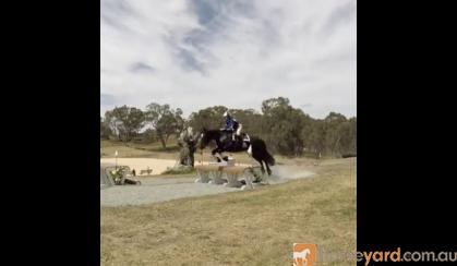 Showjumping school mistress - BERRIVALE sky blue on HorseYard.com.au