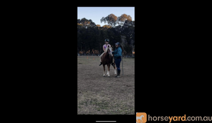 Welsh pony registered  on HorseYard.com.au