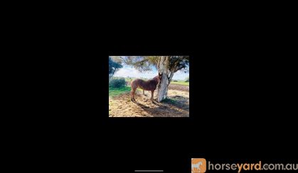 Roan qh mare on HorseYard.com.au